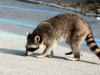 903391_rabid_raccoon