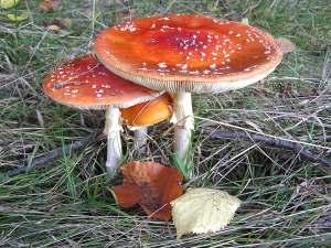 Poison Plants
