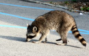 Racoon
