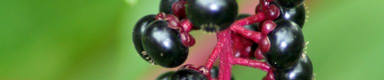 Poisonous Plants | Georgia Poison Center | Georgia Poison Center